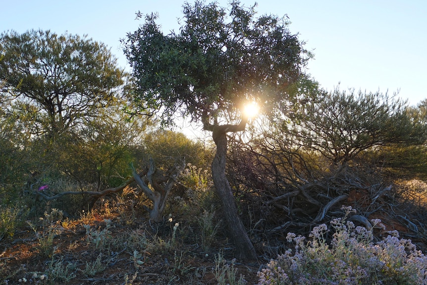 A sandalwood tree with the sun setting behind it.