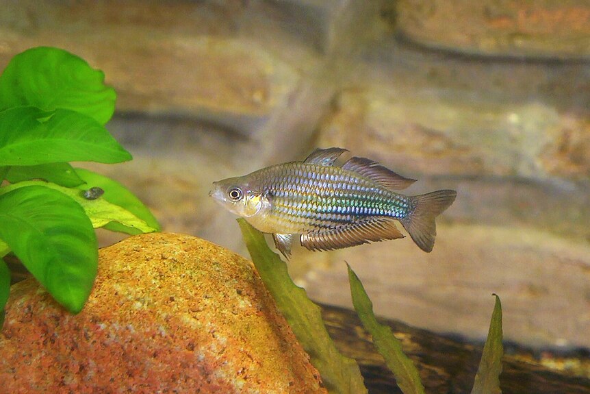 Running River Rainbowfish