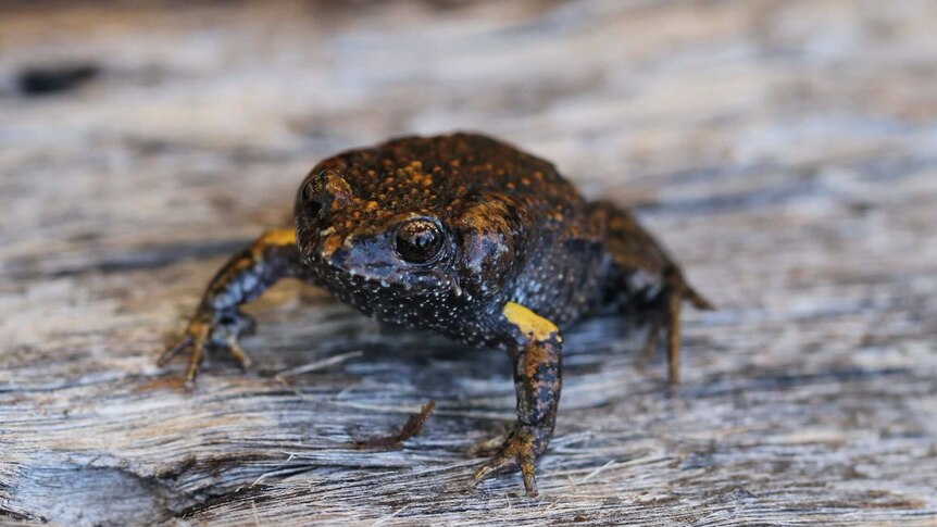 A Martin's toadlet on a piece of wood.
