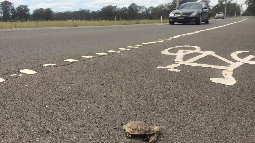 A dead eastern long-necked turtle on the side of the road.