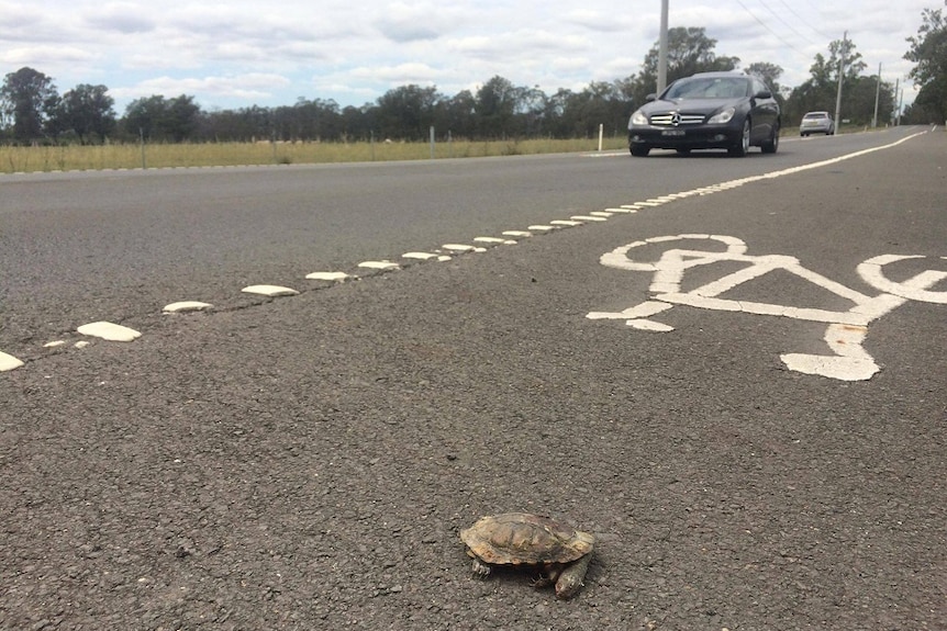 A dead eastern long-necked turtle on the side of the road.