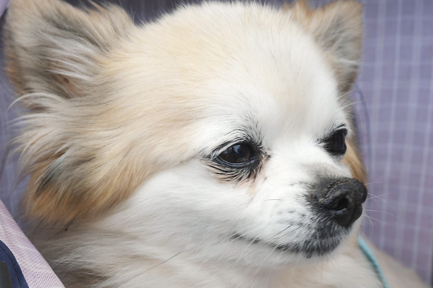 Adorable little Pomeranian-Shitzu cross seen up close