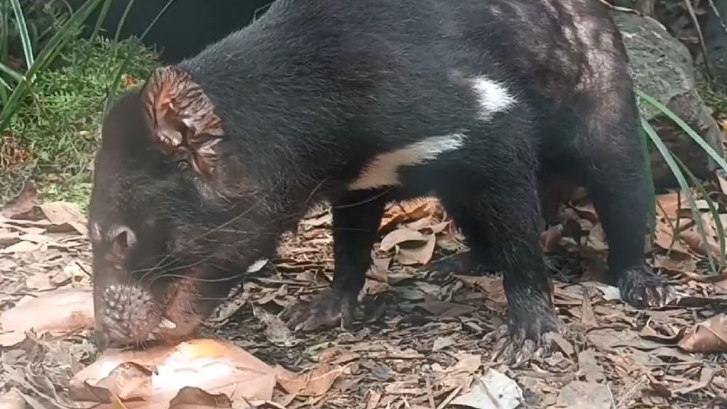 Gus the Tasmanian devil eats a 'bloodsicle' to keep cool - ABC News