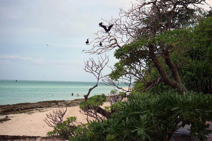 Birds sitting in trees, sand, blue water behind.