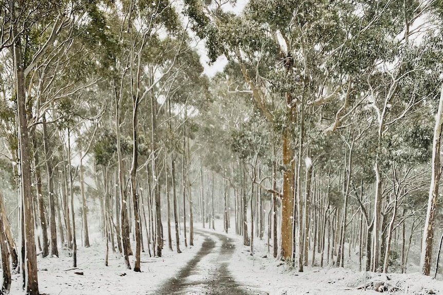 A snow-lined lane winds through gum trees