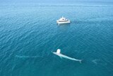 A blue whale surfaces near a boat