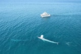 A blue whale surfaces near a boat