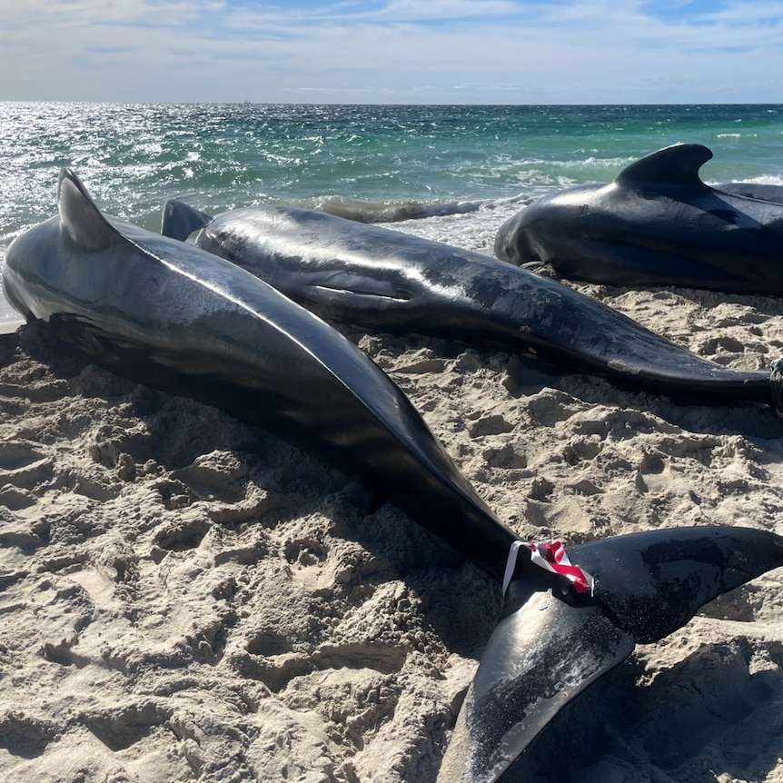 Three pilot whales on a beach, with red tags on their tales.