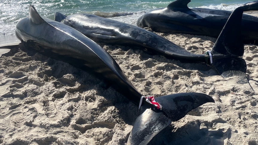 Three pilot whales on a beach, with red tags on their tales.