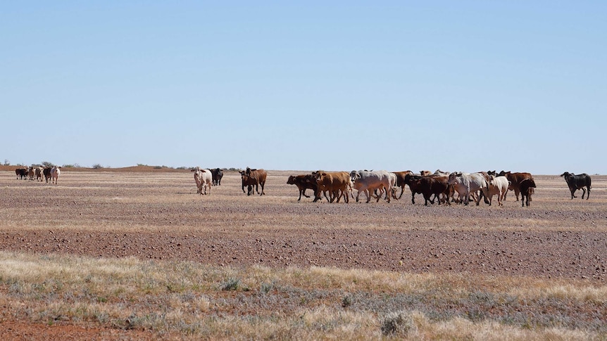 A dry paddock with stock, just south of the Diamantina national park.