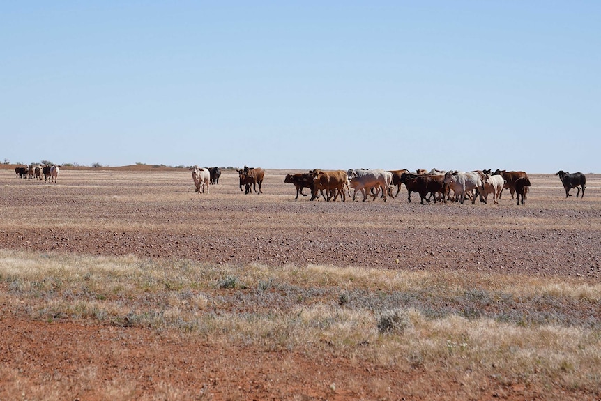 A dry paddock with stock, just south of the Diamantina national park.