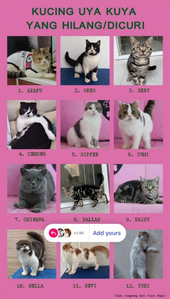 A digital poster showing 12 cats on a pink background posted on instagram