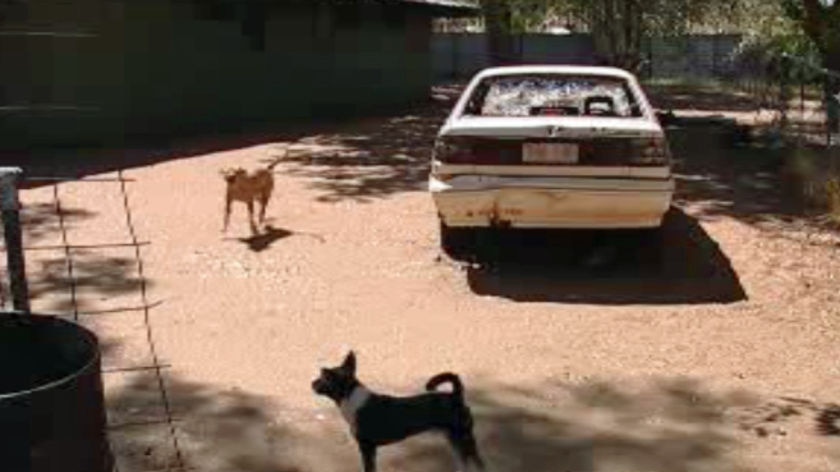 Dogs at town camp
