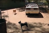 Dogs at town camp