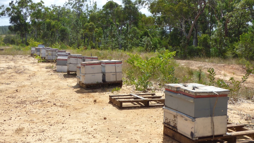 Beehives in a row, with an empty pallet, showing where the hives were stolen.