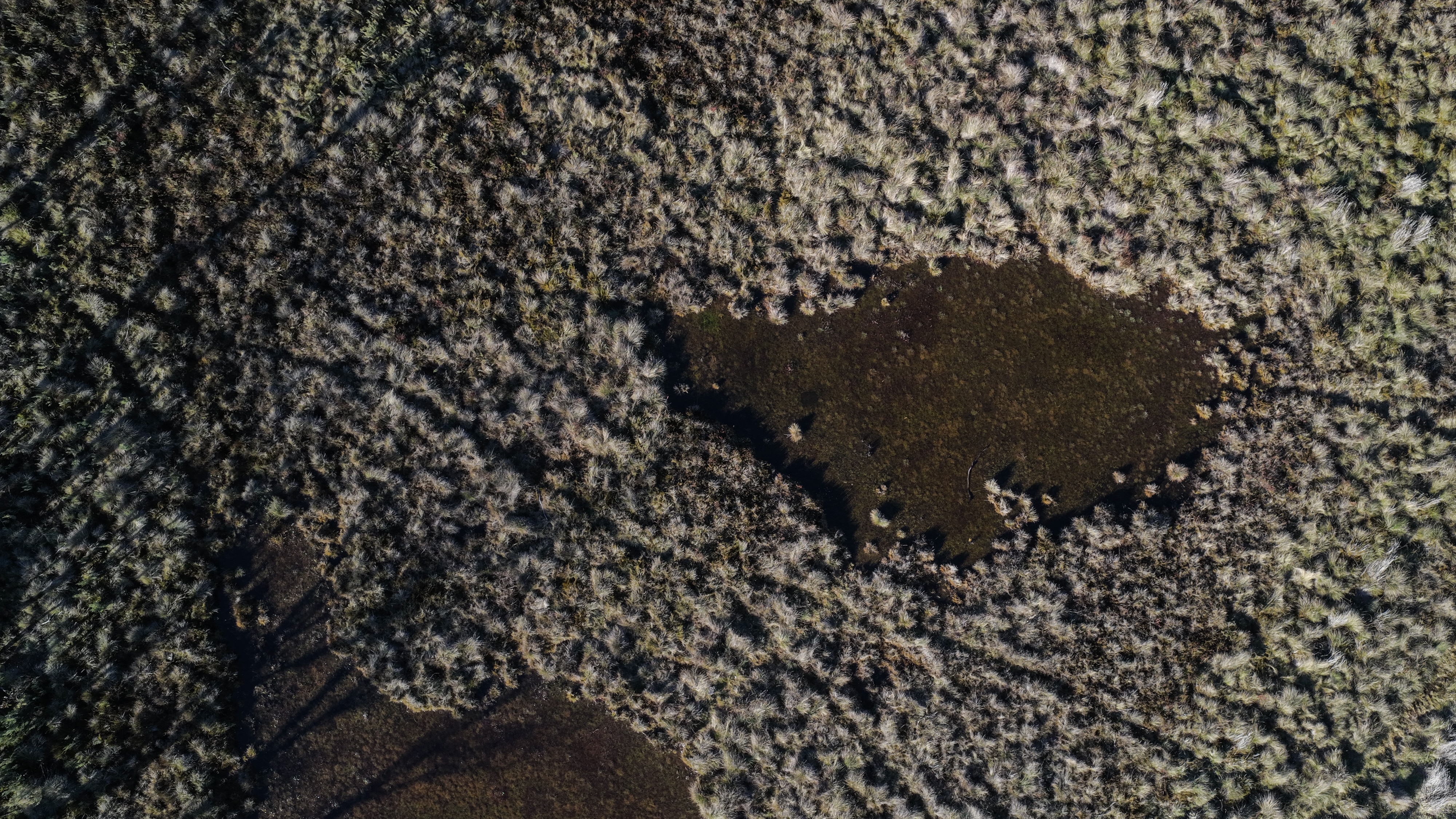 A close up of bogs.