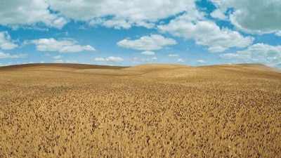 File photo: Corn crop (Getty Creative Images)