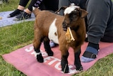 baby goats and women doing yoga