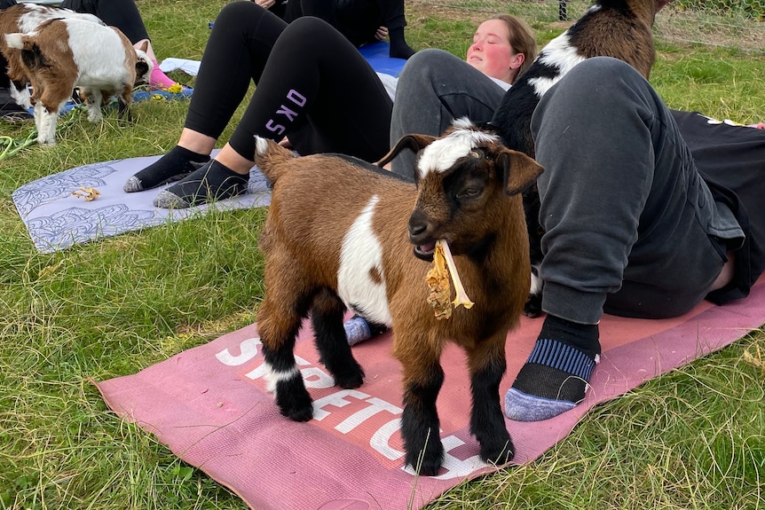 baby goats and women doing yoga