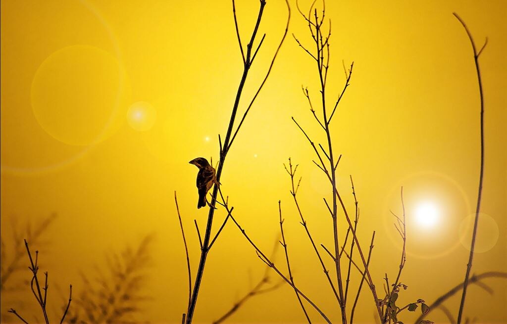 Small bird of hope - ABC Radio National