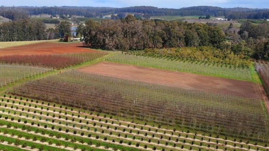 Aerial picture looking down over the lush farmland, rolling hills and forests around Manjimup