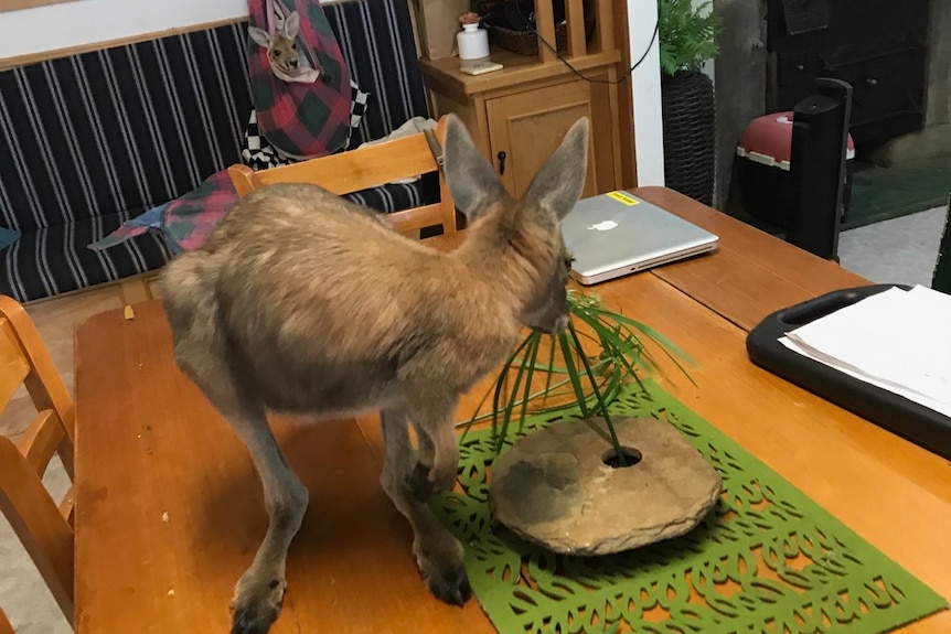 Small kangaroo stands on wooden table inside a house.