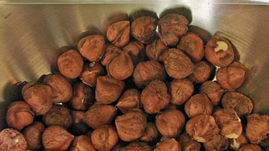 Freshly shelled hazelnuts