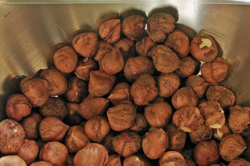 Freshly shelled hazelnuts