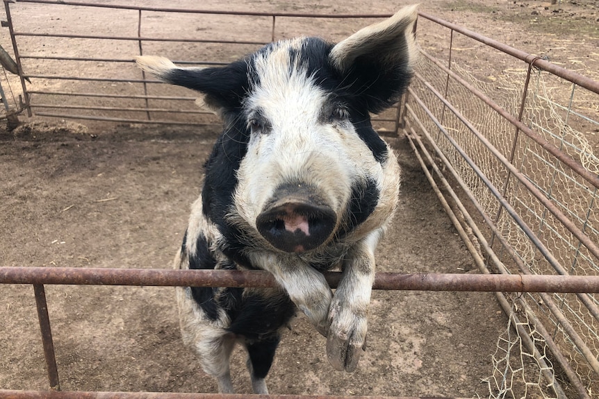 A black and white pig leans its front legs over the railing of its pen.