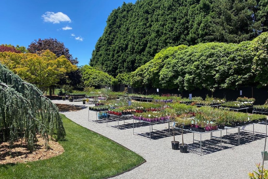 An array of mature native trees look over a collection of potted outdoor plants