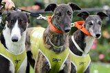 Three greyhounds that race on leads at a track in Victoria.