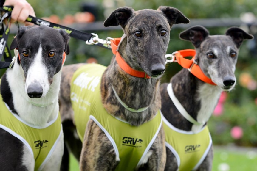 Three greyhounds that race being held on leads at track in Victoria.