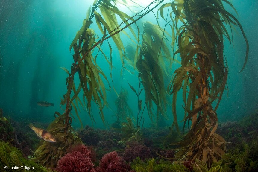 Botanical winner Justin Gilligan's entry, Final Stand, showing an underwater landscape.