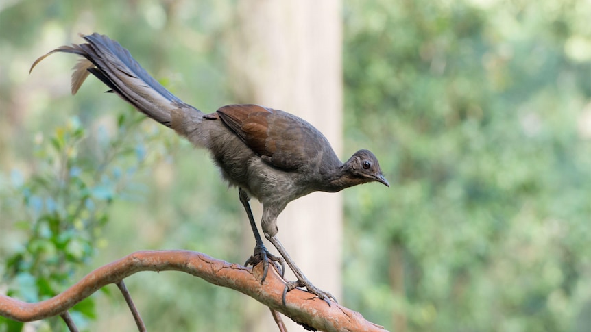 A female lyrebird is perched on a tree branch above the ground