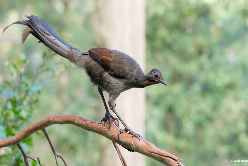 Female Lyrebird