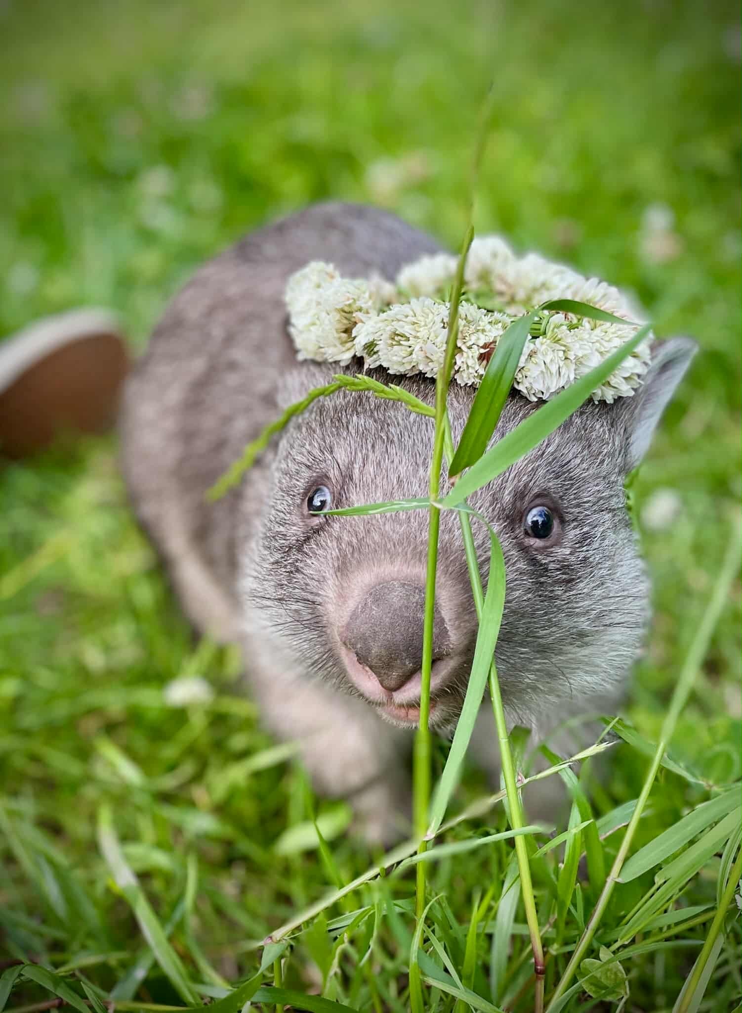A baby wombat in the grass wearing a flower crown.