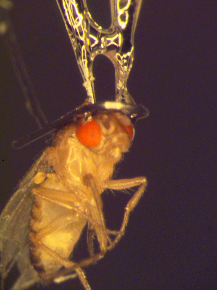 A fly being prepared for sleep research