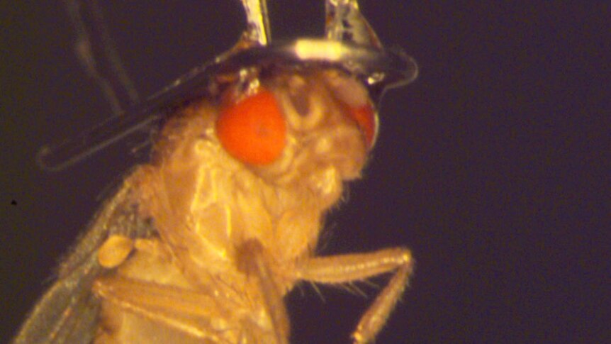 A fly being prepared for sleep research