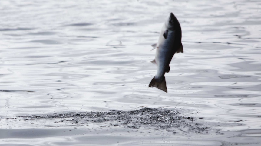 fish jumping out of the water.