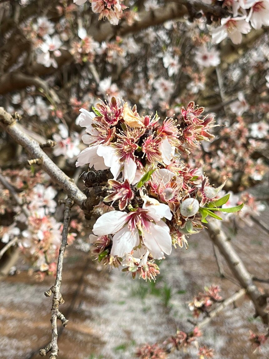 A branch of almond blossom with small nuts staring to form.