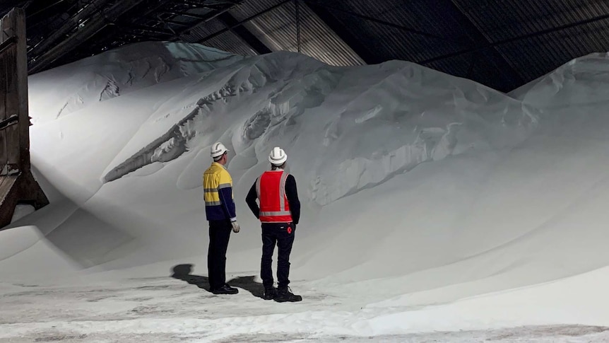 A huge pile of white ammonium nitrate inside a shed with two men standing in the foreground