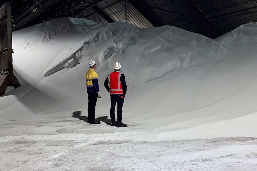 A huge pile of white ammonium nitrate inside a shed with two men standing in the foreground