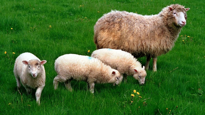 A sheep and three lambs grazing in a lush green paddock with dandelions