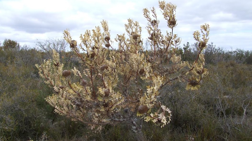 Tree struck by dieback