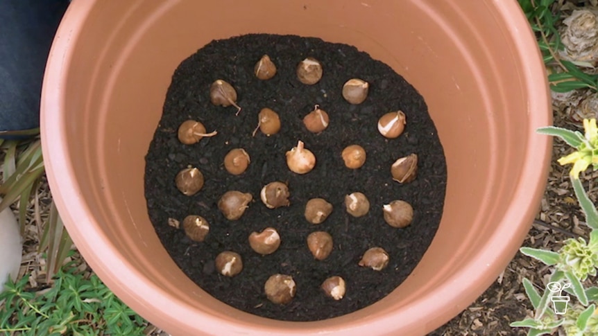 Large pot with soil at base with bulbs sitting on top