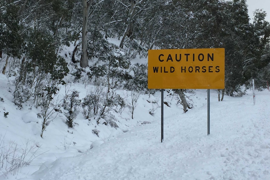 Wild horses sign in Kosciuszko National Park