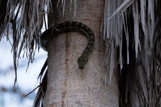 A carpet python on the side of a tree trunk