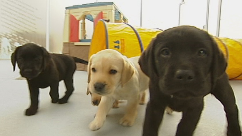 Puppies as young as eight weeks have the run of the new Melbourne training centre.