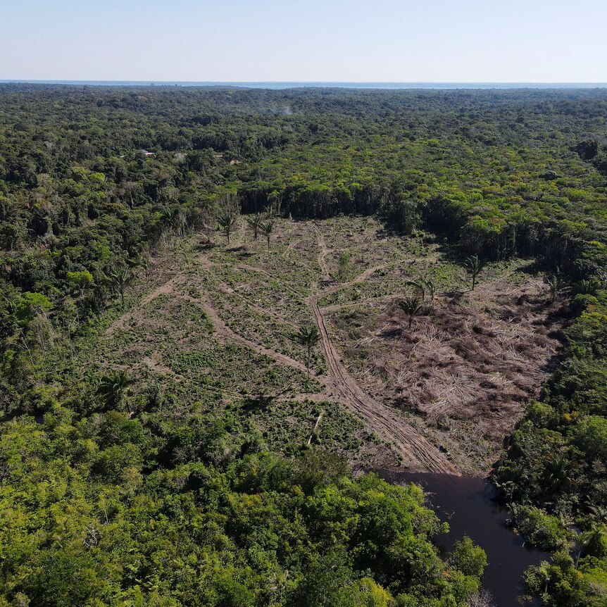 A deforested plot of the Amazon rainforest in Manaus, Amazonas State, Brazil 