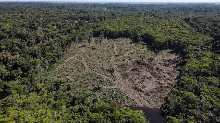 A deforested plot of the Amazon rainforest in Manaus, Amazonas State, Brazil 
